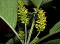 Yellow Himalayan Mint