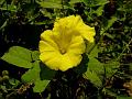 Yellow Hogvine