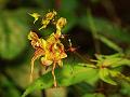 Yellow Horned Balsam