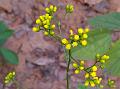 Yellow Knob-Bush