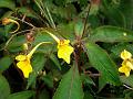 Yellow Long-Tailed Balsam