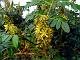 Yellow Nicker