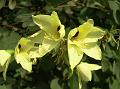 Yellow Orchid Tree