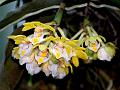 Yellow Pine Orchid