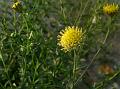 Yellow Roundhead Aster