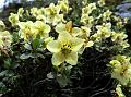 Yellow Scaly Rhododendron