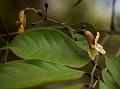 Yellow Snake Tree