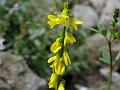 Yellow Sweet Clover