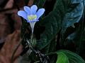 Yellow Throated Barleria