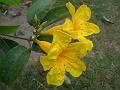 Yellow Trumpet Vine