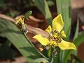 Yellow Walking Iris