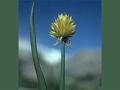 Yellow-Flower Onion