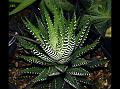 Zebra Haworthia