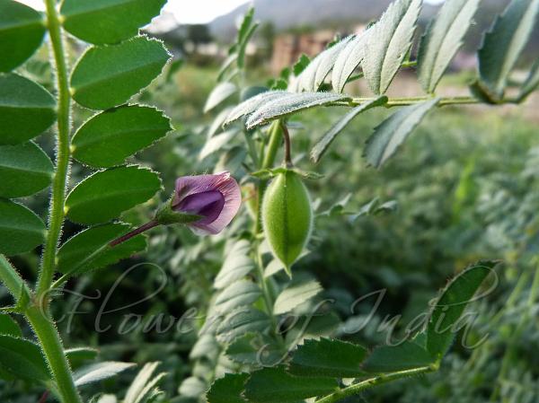 Cicer arietinum - Chickpea