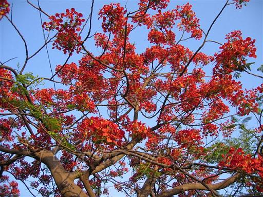 Gulmohar