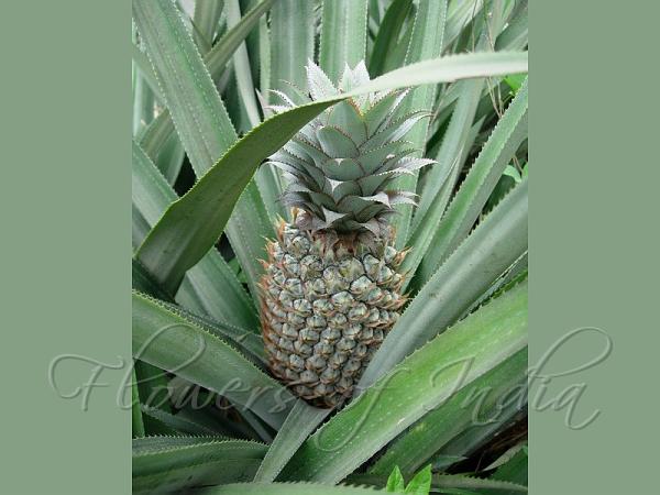 Ananas comosus - Pineapple