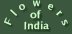 http://www.flowersofindia.net/pics/foi_green.jpg