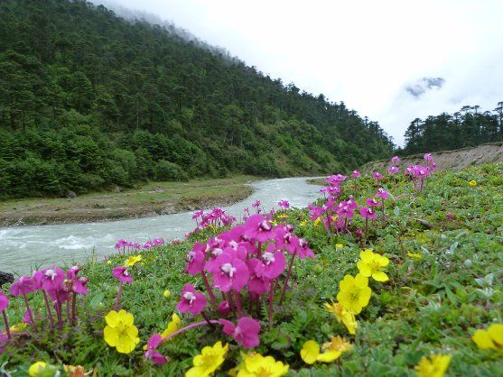 flowers-river-hill.jpg