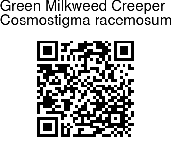 Cosmostigma cordatum - Green Milkweed Creeper