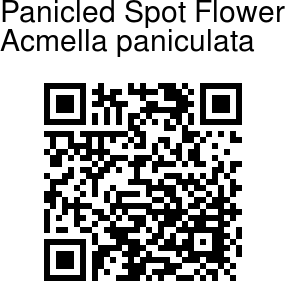 40 semi Panicled Spot Fiore Spilanthes acmella var paniculata Acmella oleracea 
