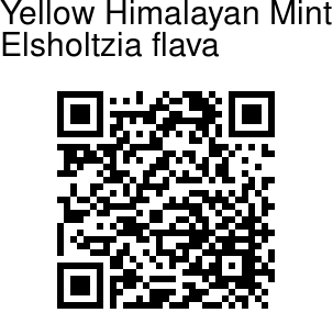 https://www.flowersofindia.net/catalog/qrc/Yellow%20Himalayan%20Mint.png
