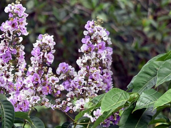 Andaman Crape Myrtle