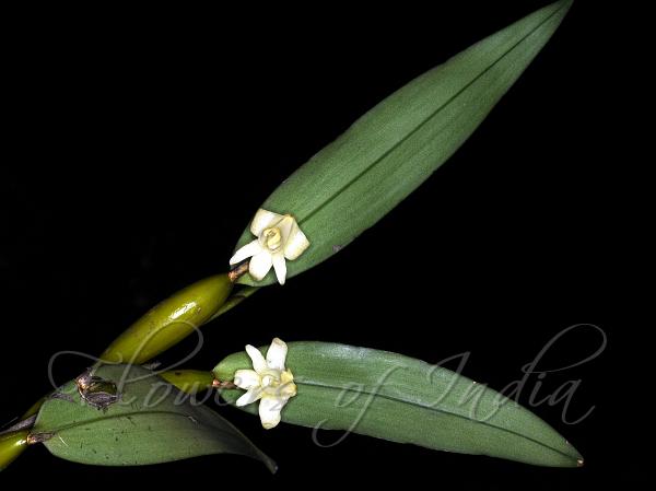 Arrow-Lip Dendrobium