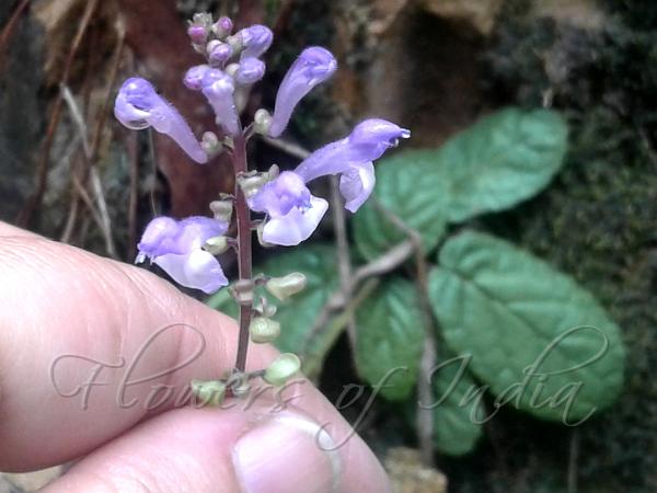 Bicolor Skullcap