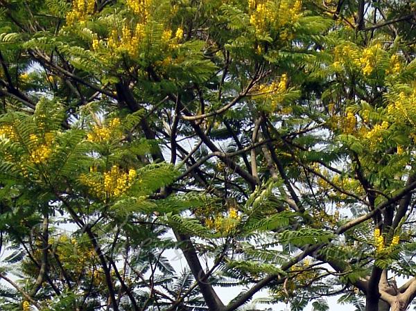 Brazilian Fern Tree