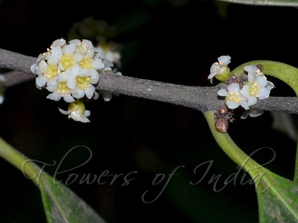 Broadleaf Redberry Tree
