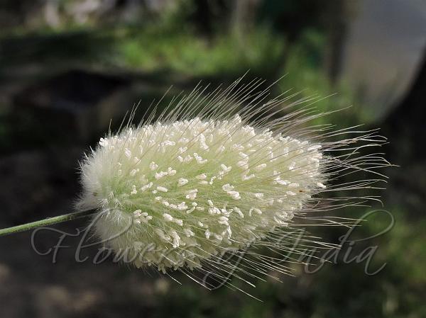 Grass Bunny Tails-Lagurus ovatus Mr Fothergill's 13624 Flower Seeds 