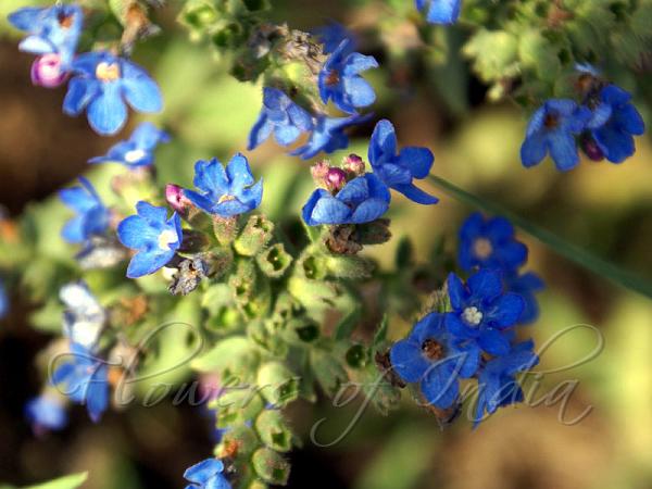 Cape Forget-Me-Not