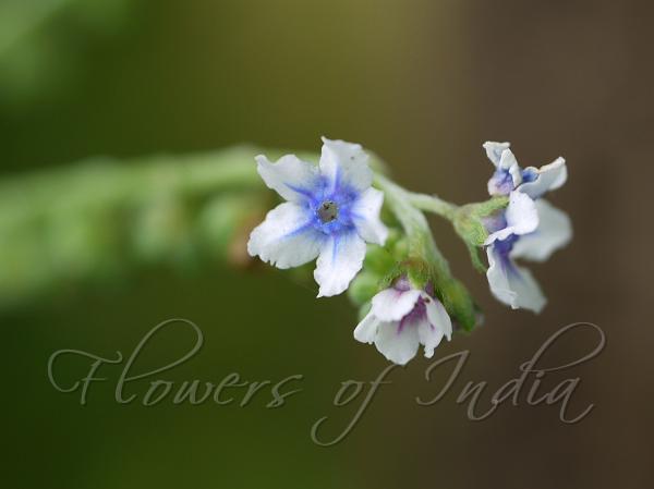 Ceylon Forget-Me-Not