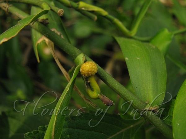 peace lily plants near me Peace Lily | Indoor Plants for Sale
