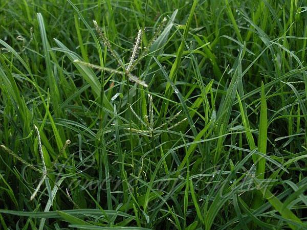 Common Lawn Grass