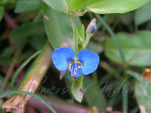 Creeping Dayflower