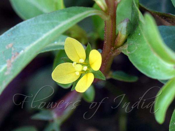 Creeping Water Primrose