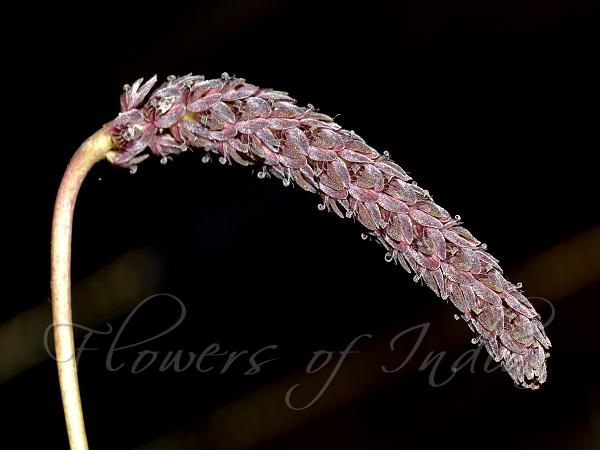 Cylindrical Bulb-Leaf Orchid