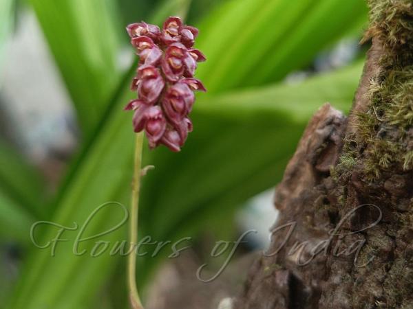 Dark Bulb-Leaf Orchid