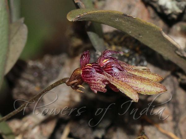 Deccan Bulb-Leaf Orchid