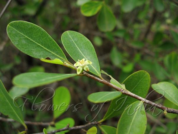 Deccan Coca