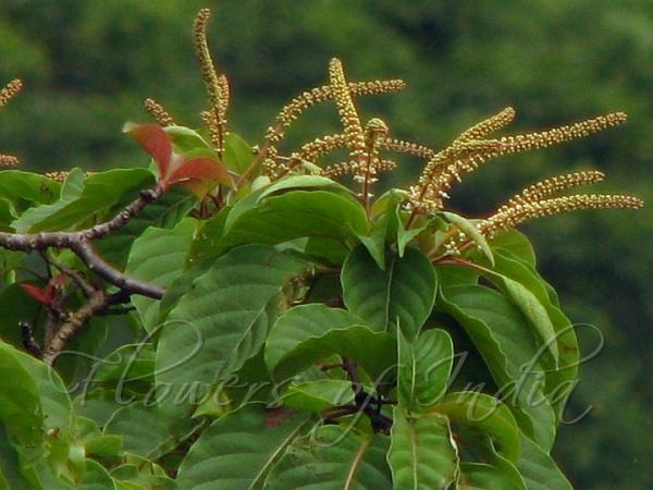 Deccan Fire Tree