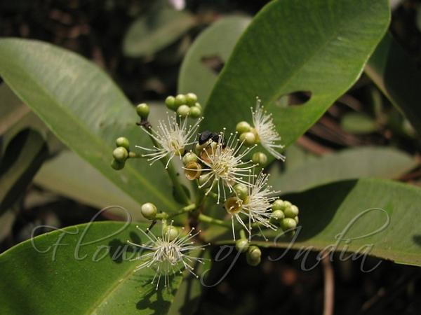 Dwarf Waterberry