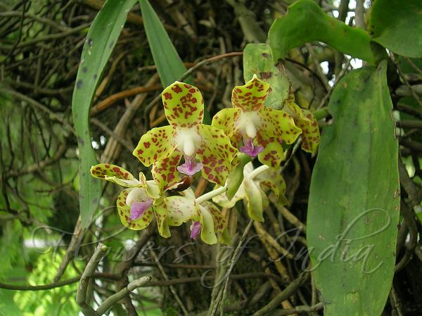 East-Asian Moth Orchid