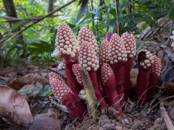 East-Himalayan Balanophora