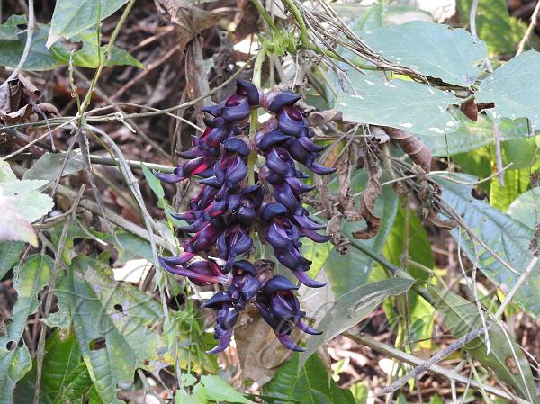 East-Himalayan Jade Vine