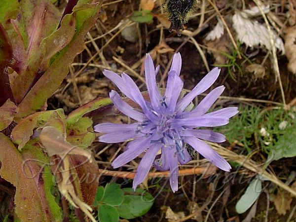 Edible-Leaf Violet Dandelion