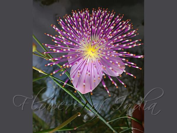 Elegant Spider-Flower