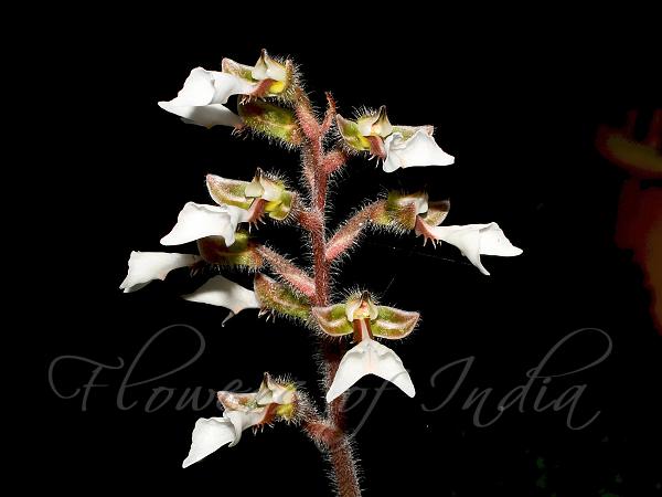 Elwes Toothed-Lip Orchid