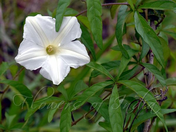 Distimake quinatus - Five-Leaf Morning Glory